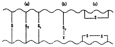 硫黄硫化交联键结构图